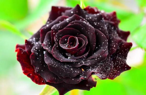99朵玫瑰花语代表什么意思，描述玫瑰的真实含义