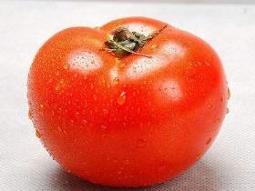 西红柿怎样栽培和管理，描述番茄栽培技术要点