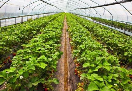草莓在什么季节种植，草莓的种植方法和时间