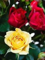 不同颜色的玫瑰的含义，各色玫瑰的寓意和象征