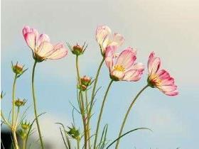波斯菊幼苗种植方法是什么，播种波斯菊的窍门