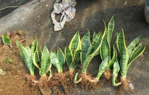 虎皮兰的养殖方法与繁殖技巧，轻松种植虎皮兰的妙招