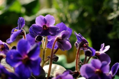 紫罗兰花的花语是什么意思，紫罗兰花的寓意和象征