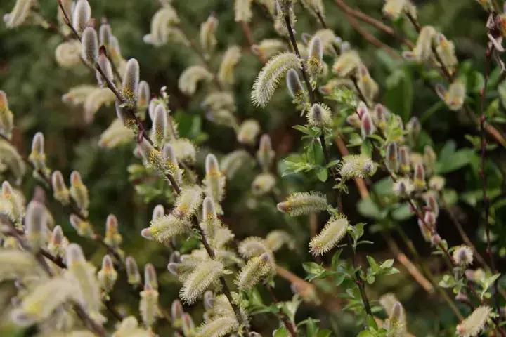 银柳如何插花好看，有关银柳插花技巧图解