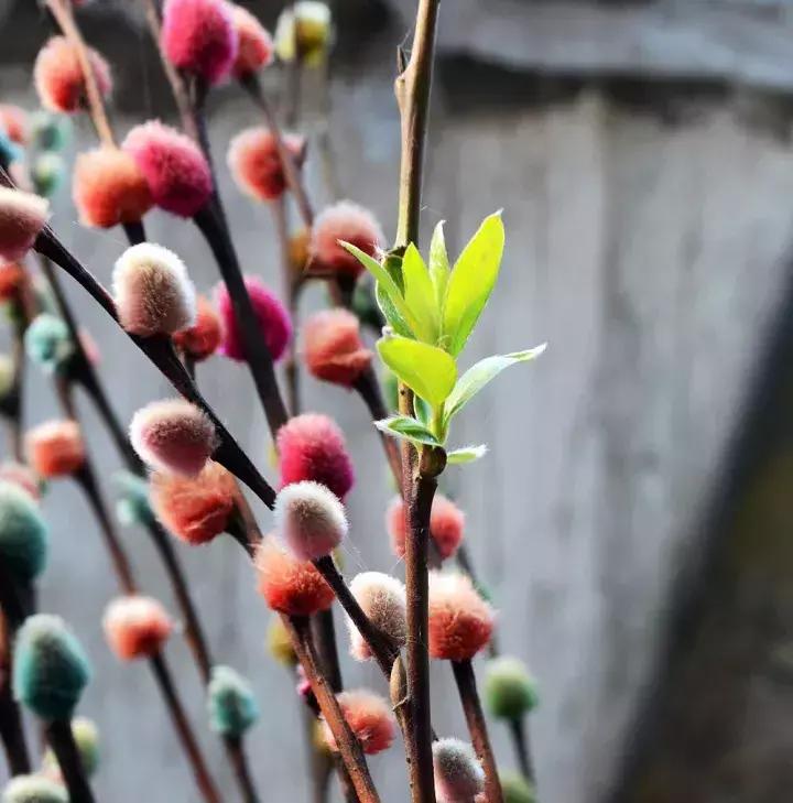 银柳如何插花好看，有关银柳插花技巧图解