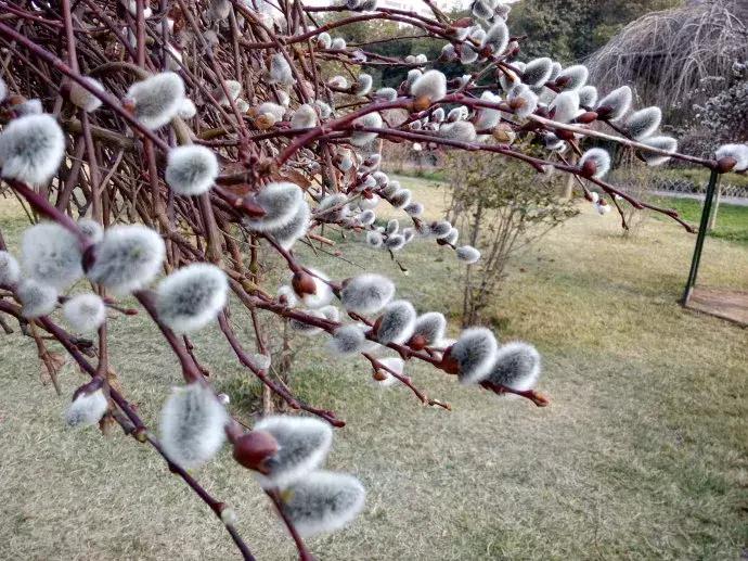 银柳如何插花好看，有关银柳插花技巧图解