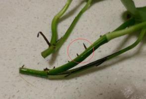 绿萝怎么扦插容易生根，促进绿萝生根的方法讲解