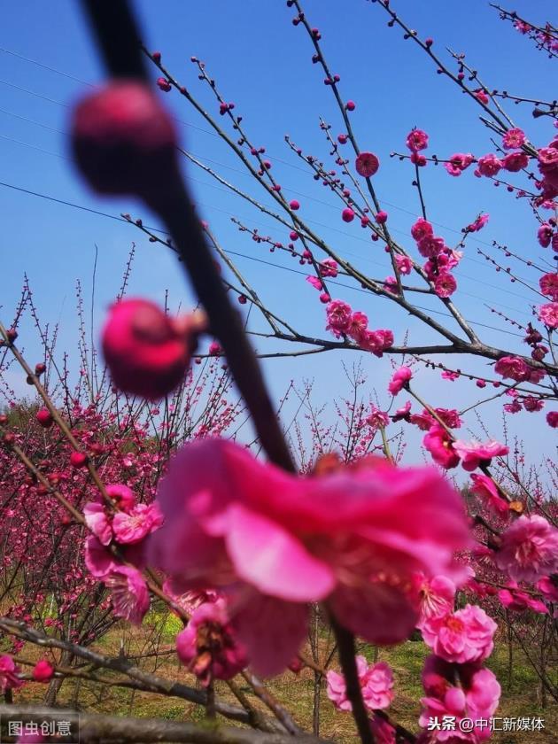 茶梅盆景怎么养，茶梅种植方法及养护