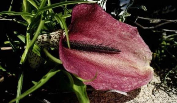 世界上最臭的花排名，十大最臭的花大全