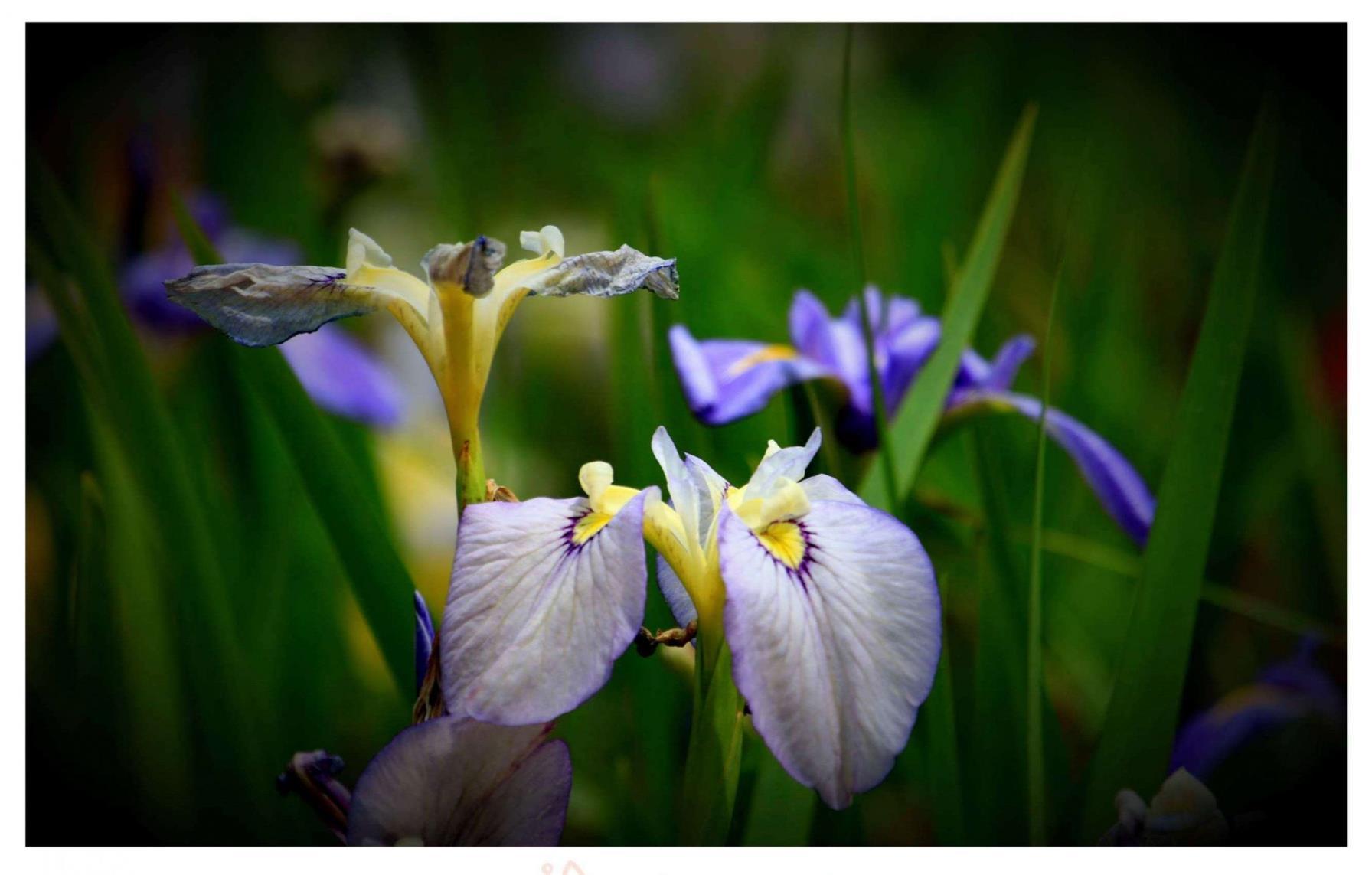 鸢尾花的花语是什么，鸢尾花的象征与寓意
