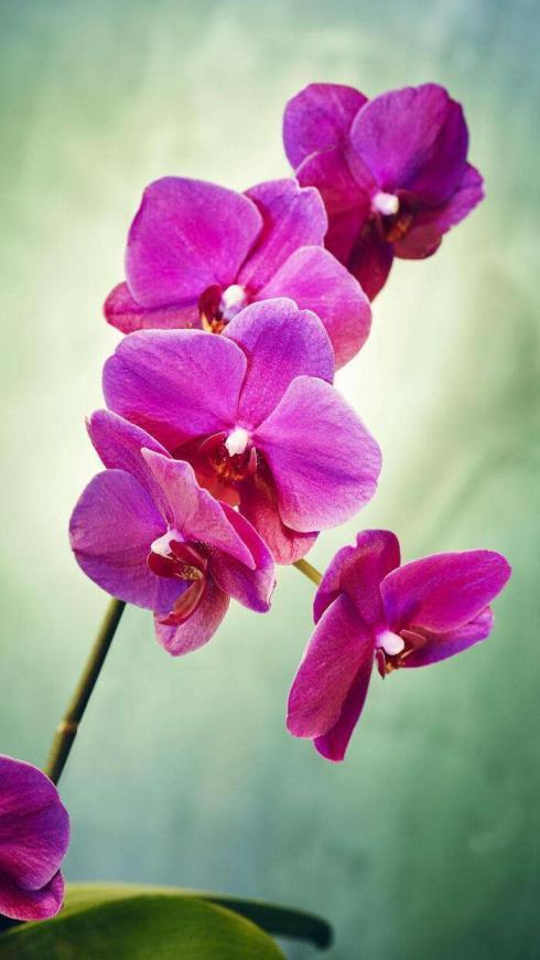 蝴蝶兰花期最长多久，描述蝴蝶兰的开花时间
