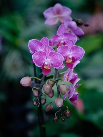 蝴蝶兰花期最长多久，描述蝴蝶兰的开花时间