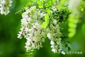 槐花几月份开花，有关槐花开花的时间