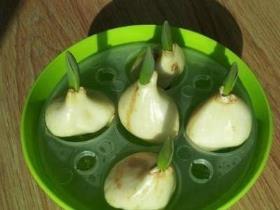 水培郁金香的正确栽培方法，养护郁金香的注意事项