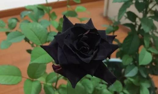 黑玫瑰代表什么意思啊，了解黑玫瑰的含义介绍