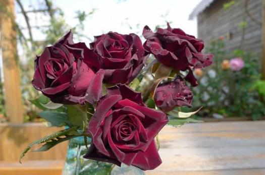 黑玫瑰代表什么意思啊，了解黑玫瑰的含义介绍