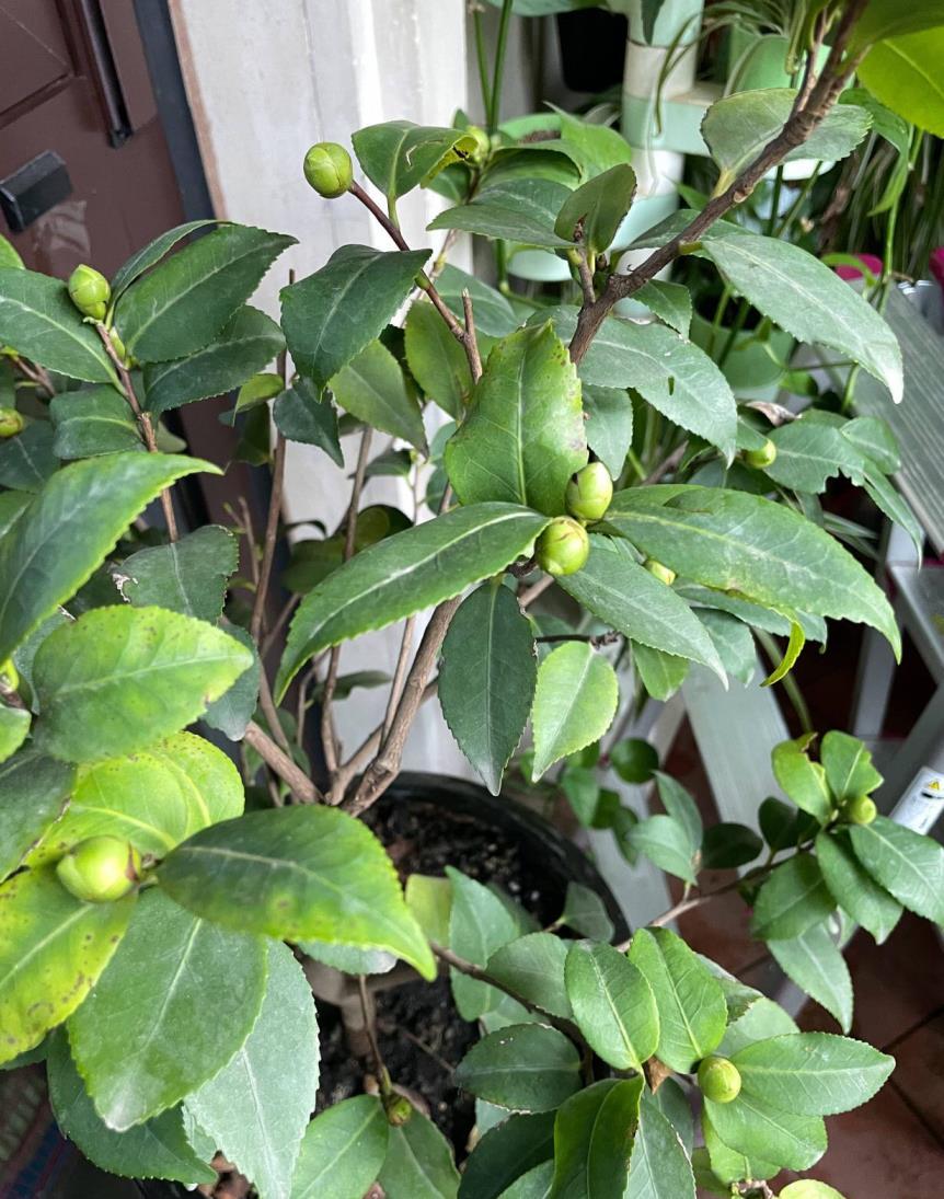 茶花树盆栽的养殖方法，掌握茶花的种植技巧