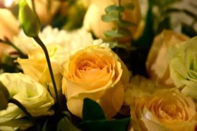 送黄玫瑰代表什么意思，了解黄玫瑰的象征意义