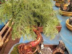 澳洲杉的养殖方法和注意事项有哪些，种植澳洲杉的管理要点