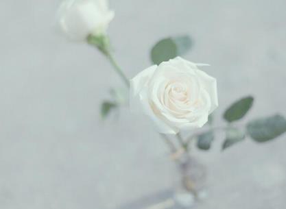 白玫瑰花代表什么意思，有关玫瑰的真实意义