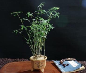 米竹的养殖方法是什么，养护米竹的注意事项
