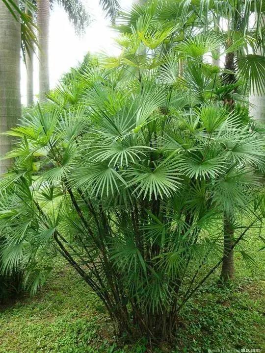 棕竹属于乔木还是灌木，描述棕竹的简介资料
