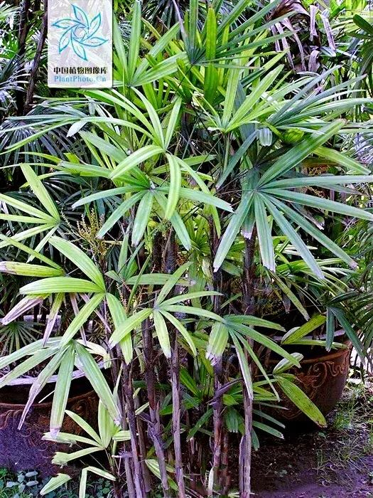 棕竹属于乔木还是灌木，描述棕竹的简介资料