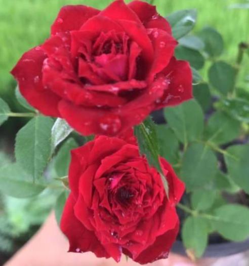 关于玫瑰花的小知识有哪些，种植玫瑰的管理技术