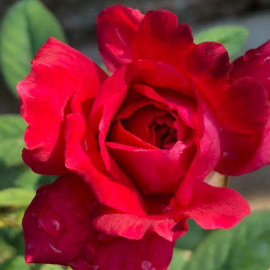关于玫瑰花的小知识有哪些，种植玫瑰的管理技术
