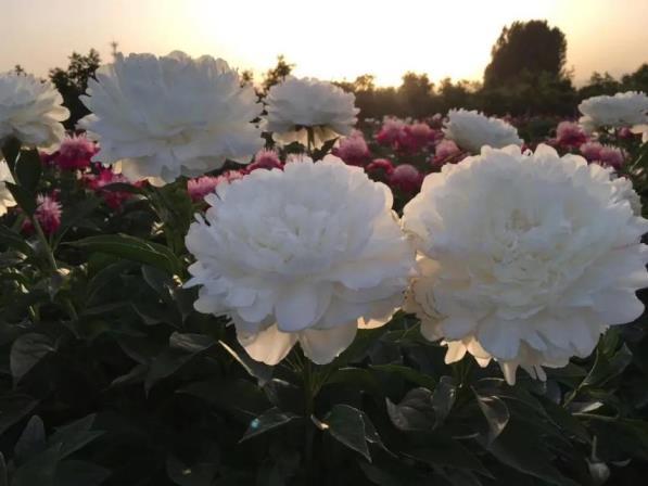 芍药花是什么季节开放，芍药的花期简单介绍