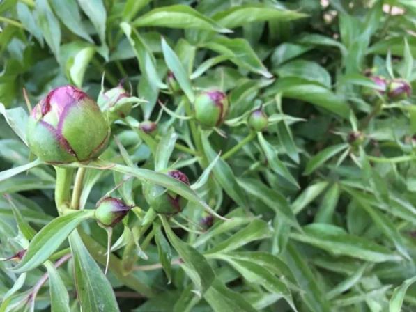 芍药花是什么季节开放，芍药的花期简单介绍