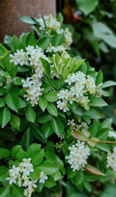 什么花最香花期最长，香味最持久的花卉介绍