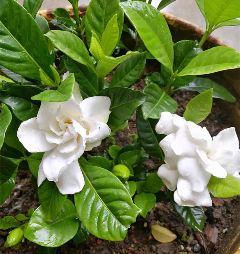 什么花最香花期最长，香味最持久的花卉介绍