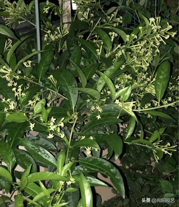 夜来香花什么时候开放，关于夜来香开花季节