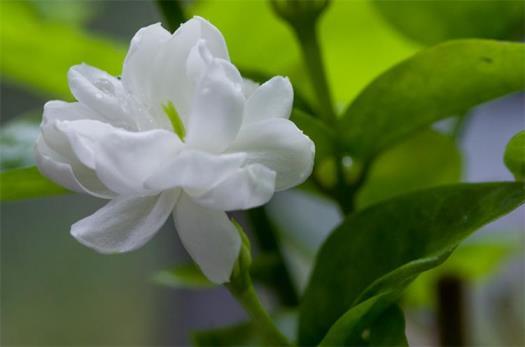 茉莉花语是什么意思，茉莉花的寓意和象征