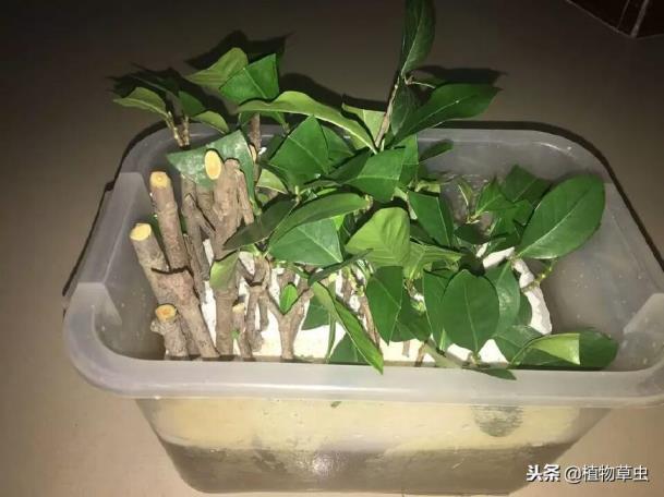 栀子花怎么水培养殖，掌握栀子花的养护妙招