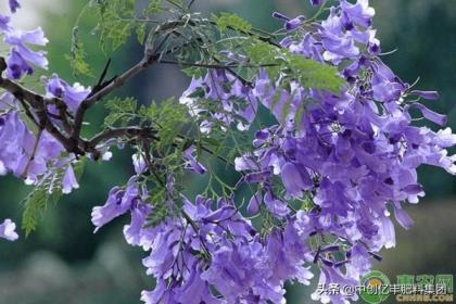 蓝花楹怎么种植，有关蓝花楹养殖技术