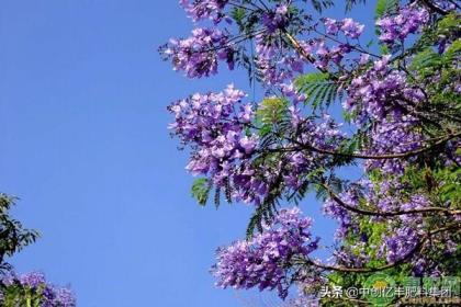 蓝花楹怎么种植，有关蓝花楹养殖技术