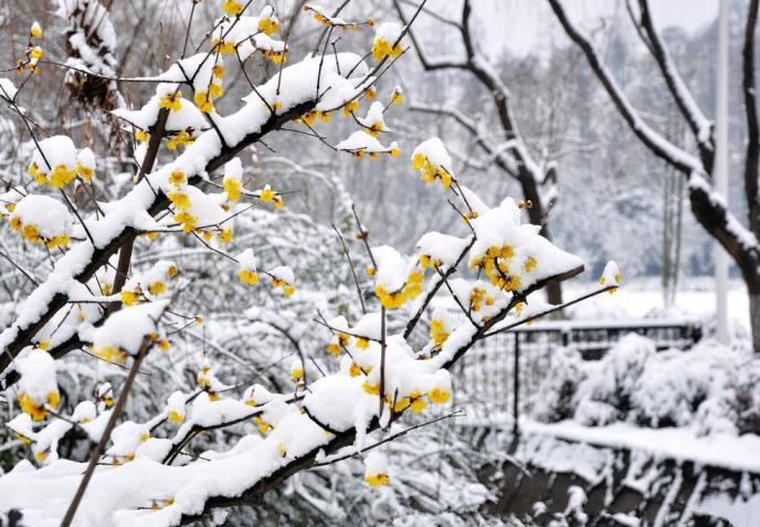 蜡梅在什么季节开放，有关蜡梅花期简介