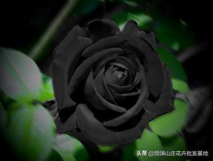 黑玫瑰花语是什么意思，简述黑玫瑰花代表的含义