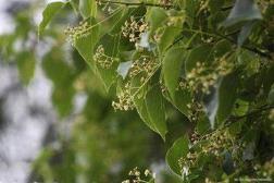 香樟树苗怎么培育出来，简述香樟苗的种植方法