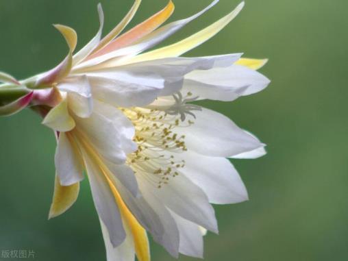 昙花一般什么时候开，关于昙花的花期季节