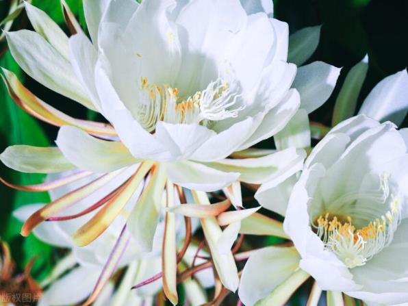 昙花一般什么时候开，关于昙花的花期季节