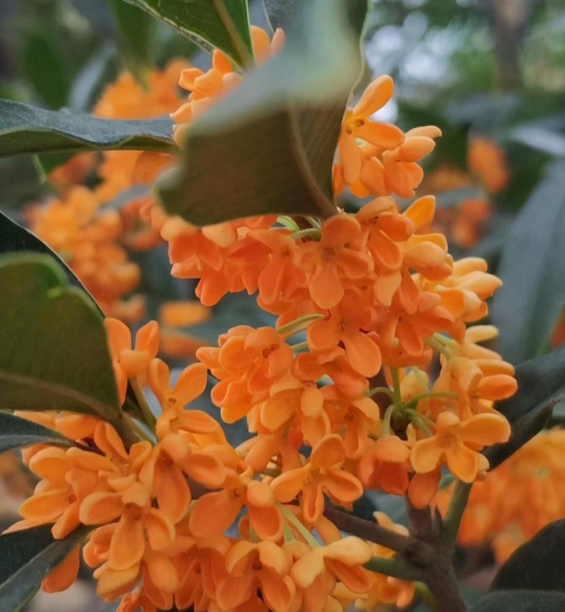 四季桂花什么时候修剪最好，简述桂花重剪最佳时间