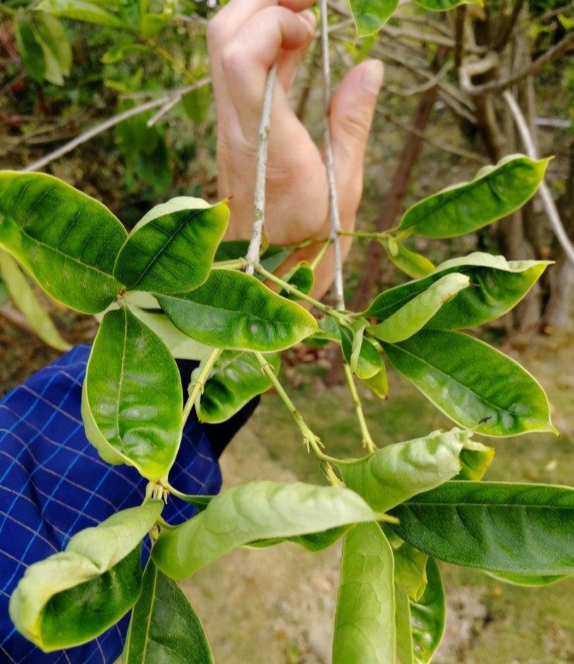 四季桂花什么时候修剪最好，简述桂花重剪最佳时间