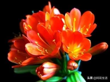 君子兰的花语象征什么，了解君子兰代表的意义