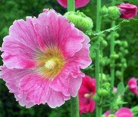 蜀葵夏天可以种吗，蜀葵种植方法和时间