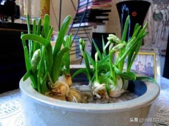 关于水仙花的知识有什么，有关水仙花的介绍资料简单