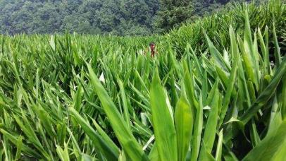 阳荷怎么种植，阳荷的种植时间和方法