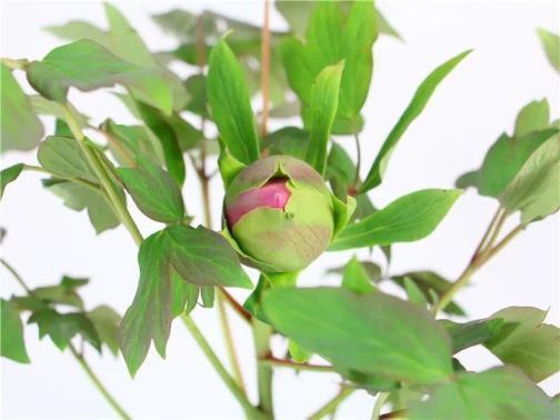 牡丹花是几月份开，牡丹花花期简单介绍